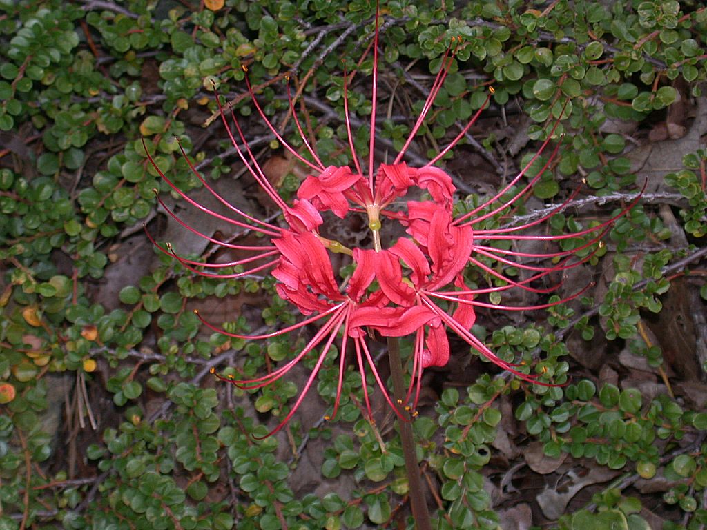 spider-lily